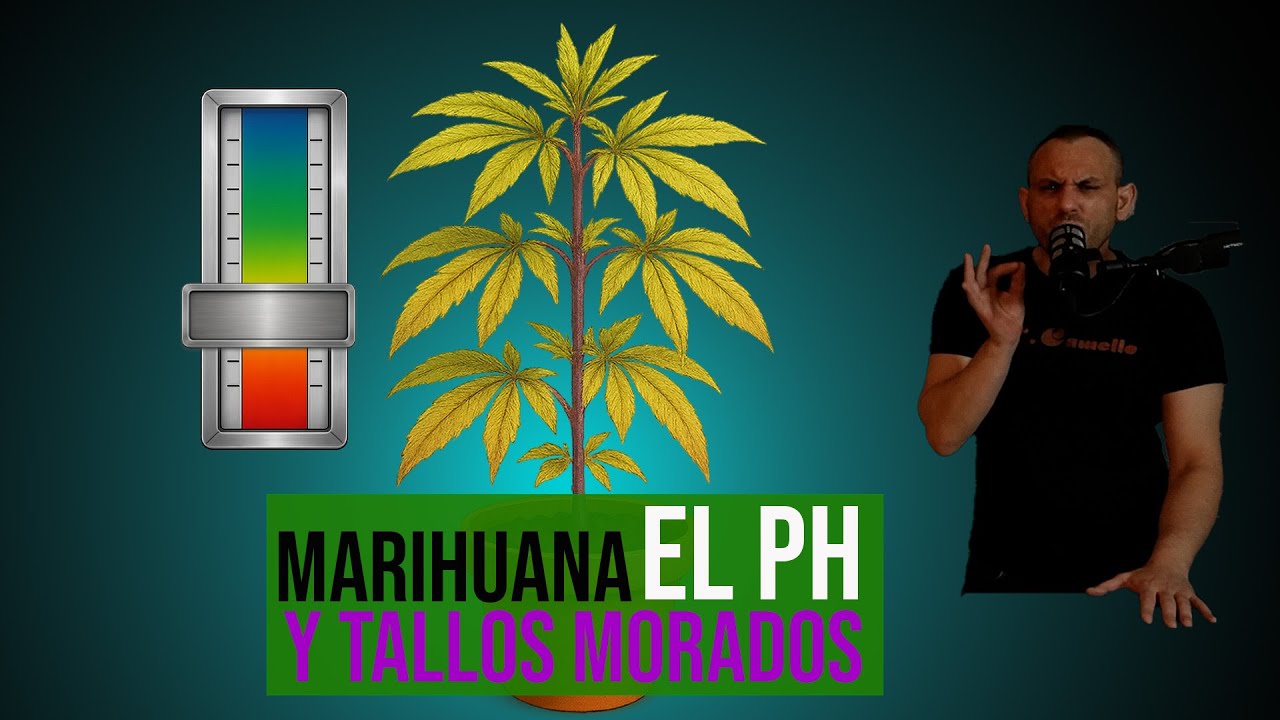 El PH en la Marihuana y Los Tallos Morados