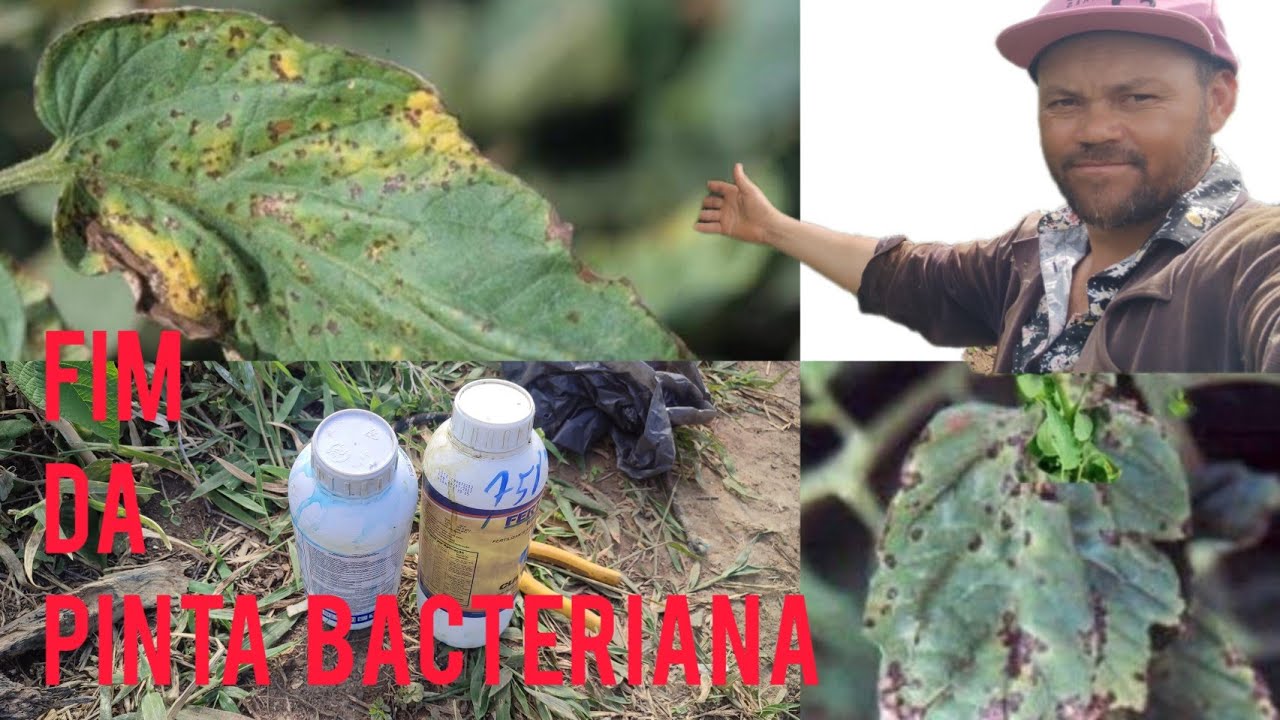 Como acabar com pinta bacteriana no tomate no  período chuvoso.