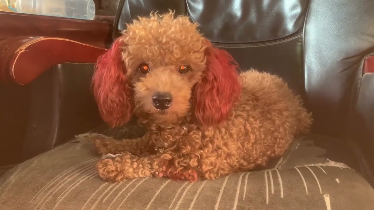 Poodle Dog Happy 