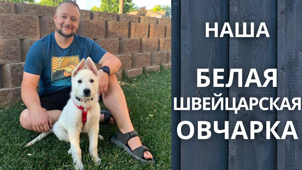 Мы завели Белую Швейцарскую Овчарку. Наша Собака в Америке