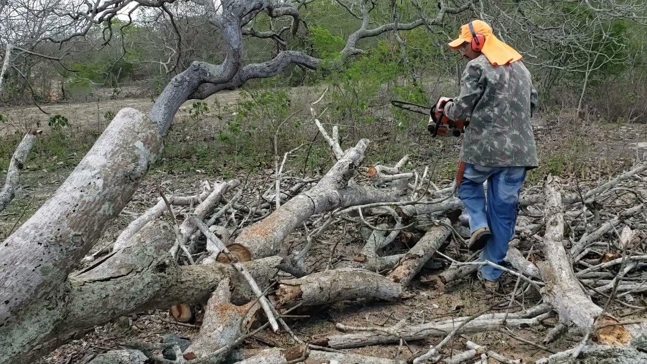 Stihl ms170 aprovado no corte de madeira