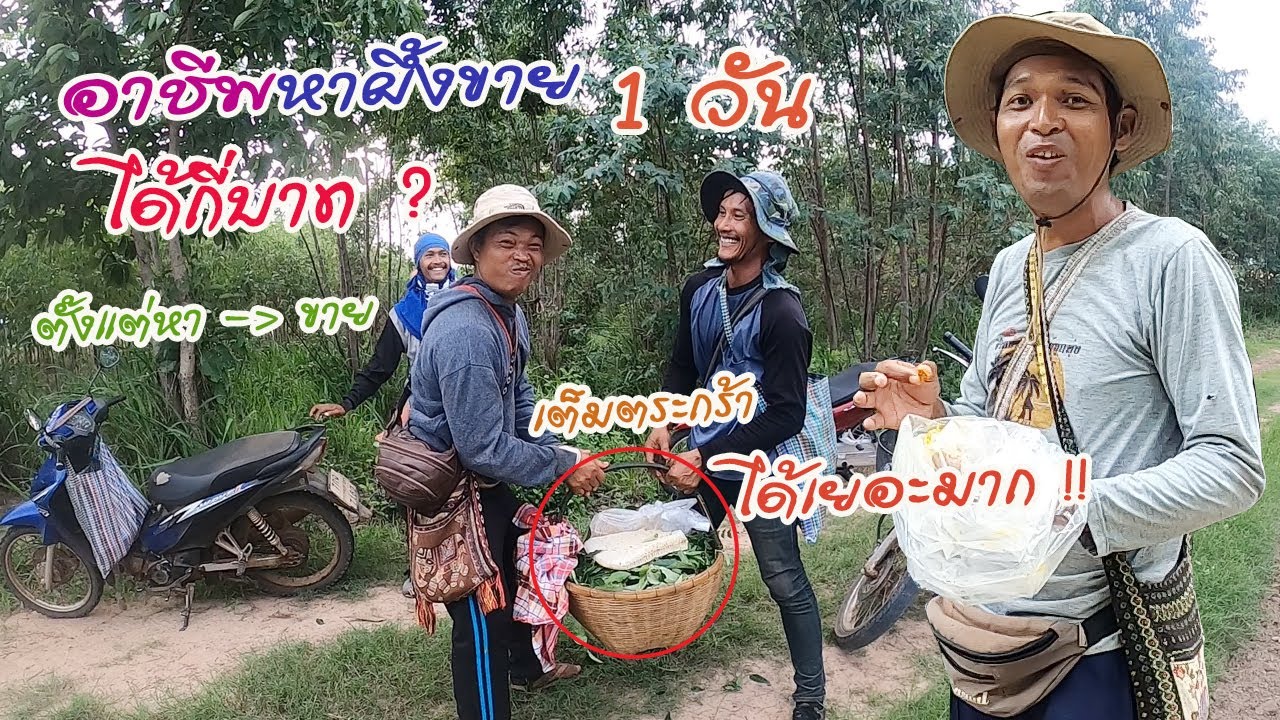 ติดตามพรานหมึก พรานผึ้งมืออาชีพ หาผึ้งตีผึ้งหลวงมาขาย ราคาดีไหม ไปไกลแค่ไหน หาอย่างไร คลิปนี้มีคำตอบ