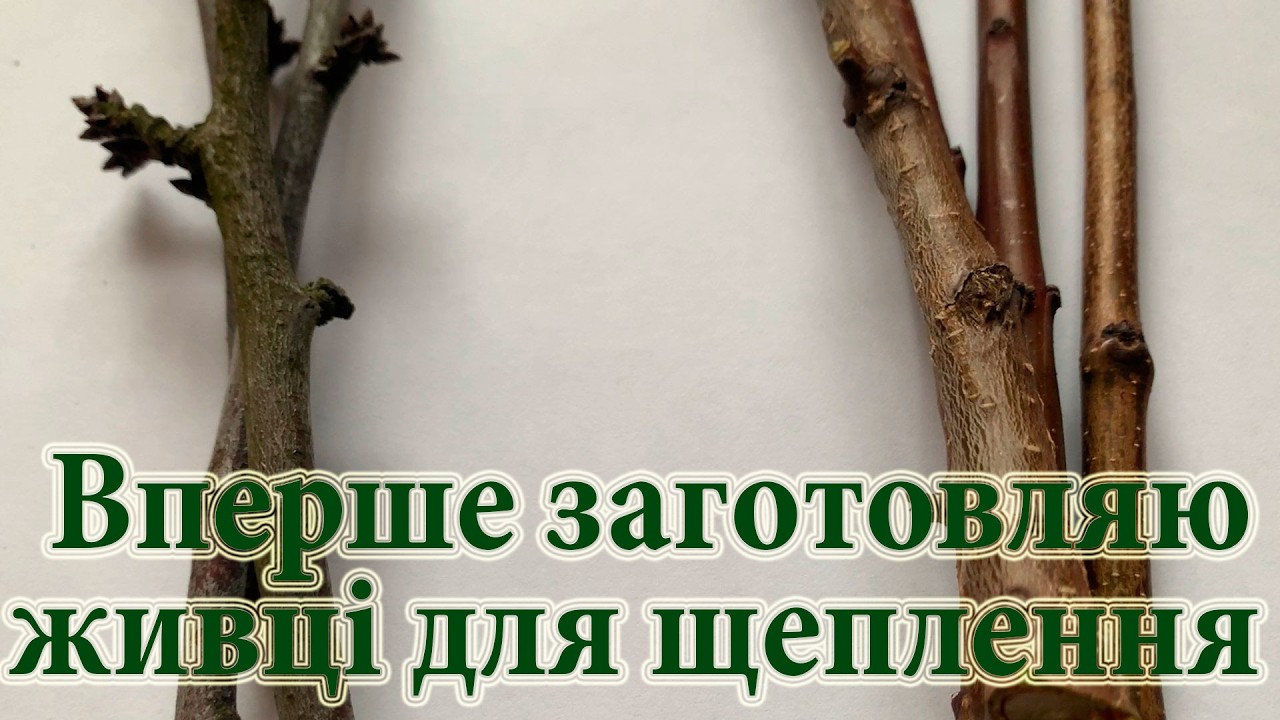 Вперше заготовляю живці для щеплення! Де буду зберігати живці взимку! Як зберегти живці на щеплення