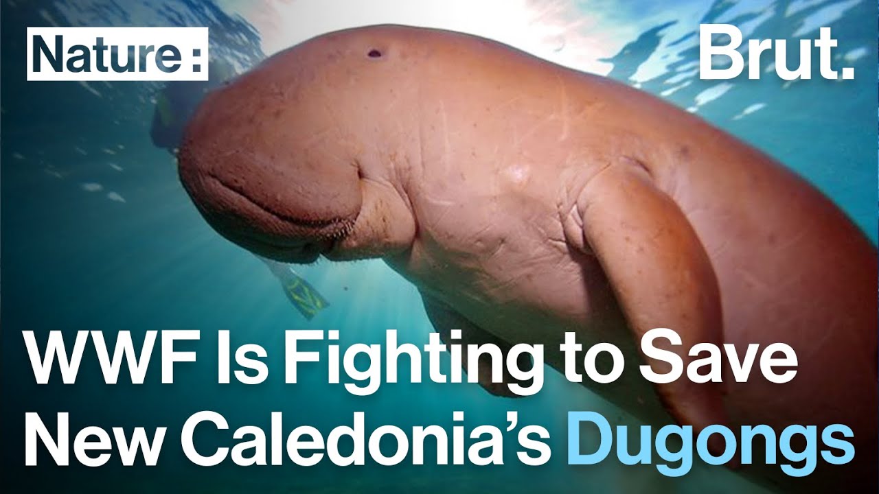 The WWF Is Fighting To Save New Caledonia&rsquo;s Dugongs