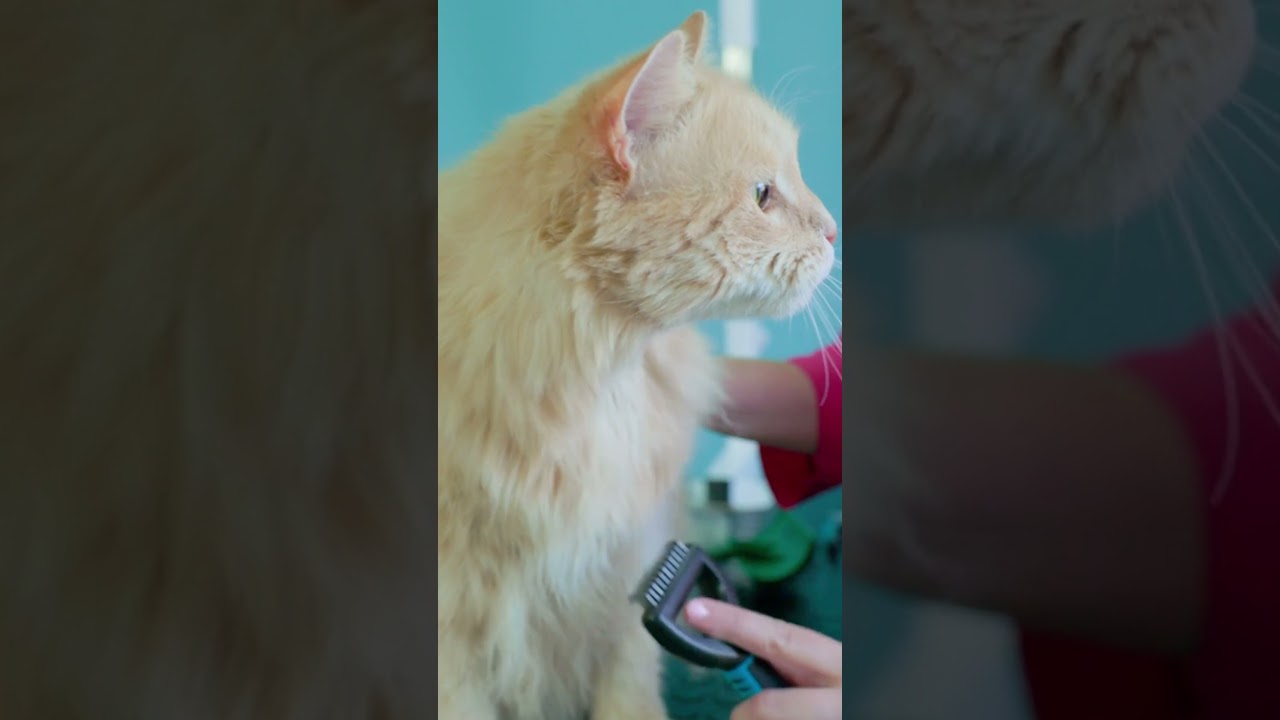How to Brush a Cat That Hates Being Brushed...
