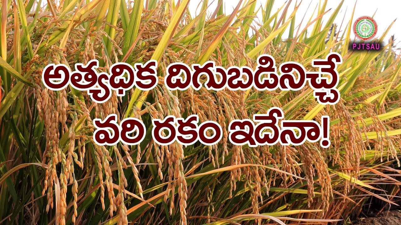 LATEST RICE VARIETIES SUITABLE FOR TELANGANA ll PJTSAU