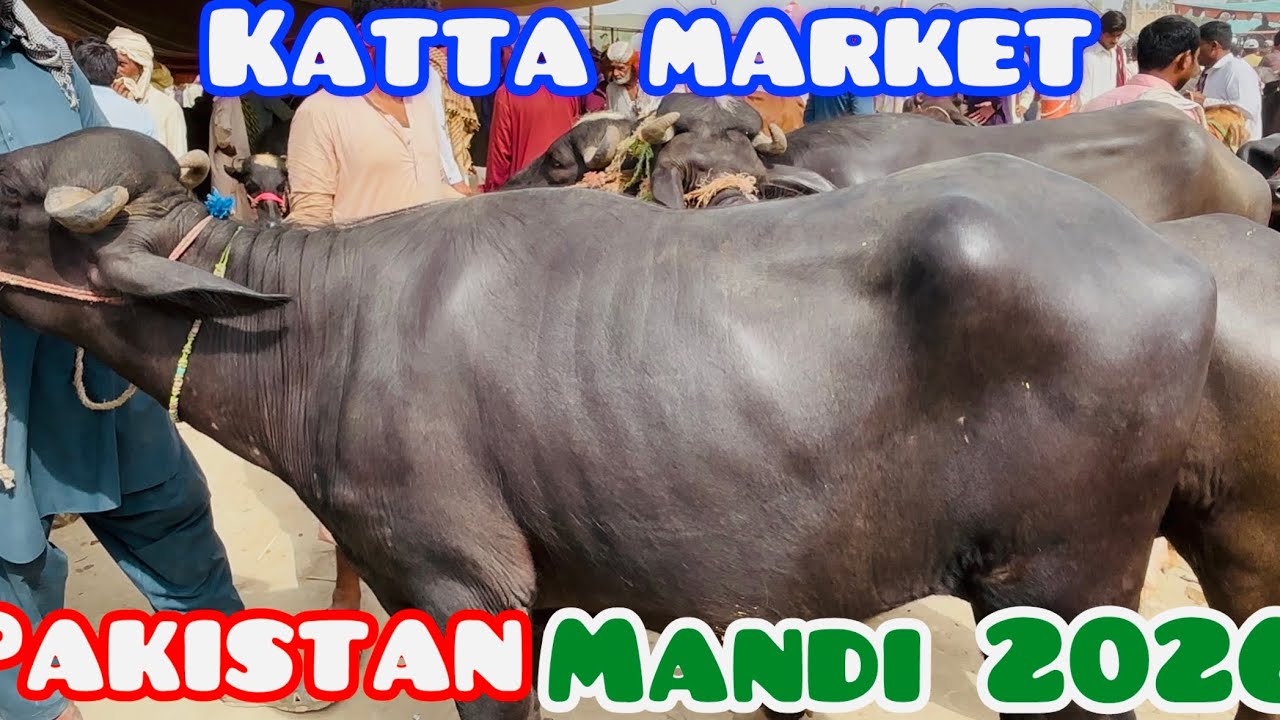 Katta Mandi update | Bakra mandi lovers | D G Khan katta mandi | #cattlemarket #eiduladha2026