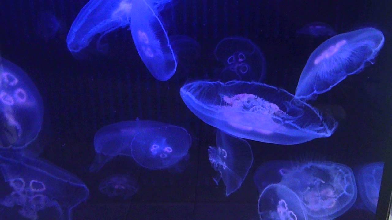Moon jellyfish aquarium - Ay denizanası akvaryumu
