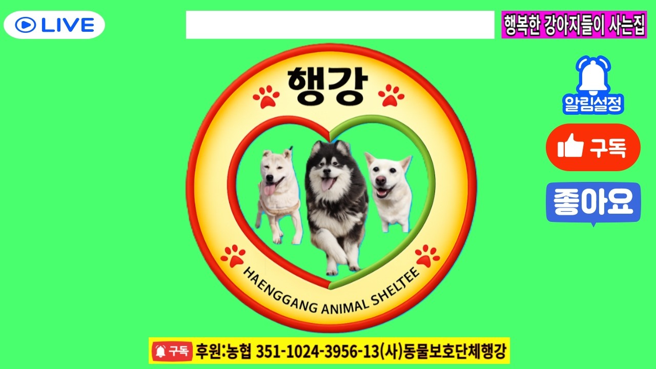 🔴 생지옥에서 살아남은 아이들… 지금은 이렇게 살고 있습니다 #밥묵자 #입양홍보방송 #행강유기견보호소.#개농장#구조