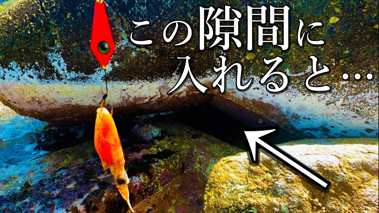 【穴釣り】ホタルイカ丸々1匹エサにしたら釣れ過ぎました(大物企画#3)