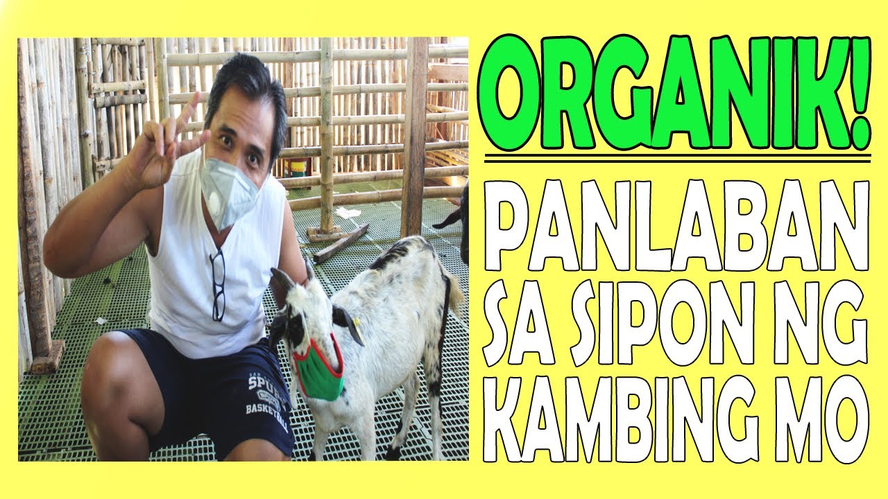 PAANO LALABANAN ANG SIPON NG ALAGA MONG KAMBING