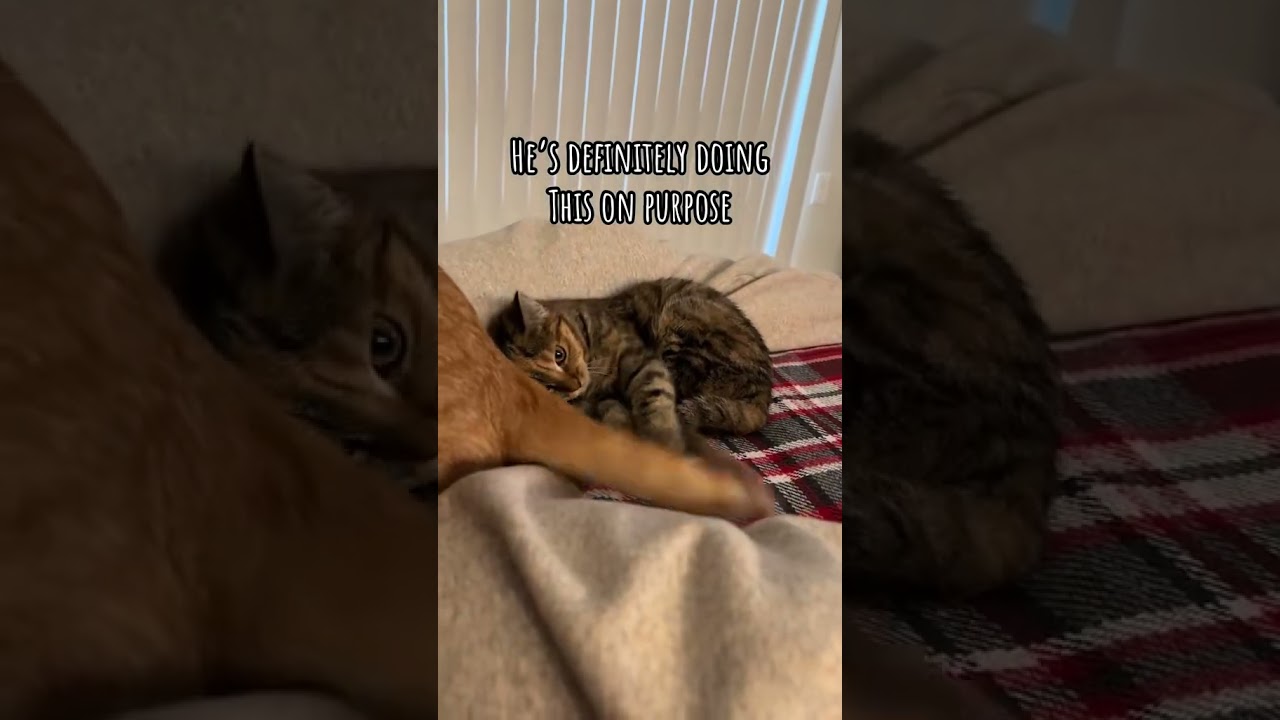 Hours of endless fun with big brothers tail&hellip; #catvlogger #catcommunity #cutekitty