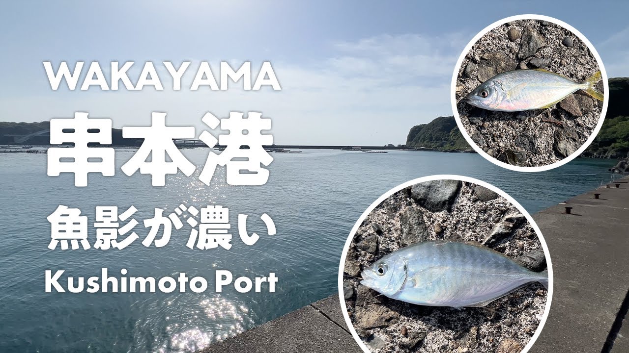 和歌山串本港で泳がせ釣りとルアーとエサ釣り！いろんな魚種が釣れました！　#シマアジ #ハコフグ  #アルカリシャッド #コアマン #ダイソー #4月  #串本