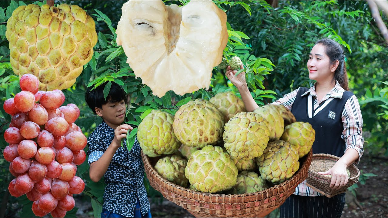 Sop fruit in my homeland | Harvest sop and ripen for food | Fresh fruit for my brother