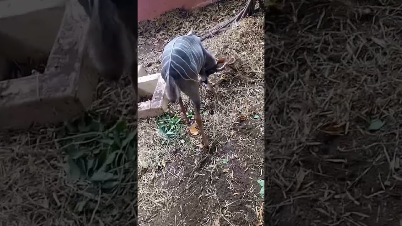 Lets tour Kenya @ Haller park warthog #kenyacoast #besttours #safari #kenyasafari #wildlife