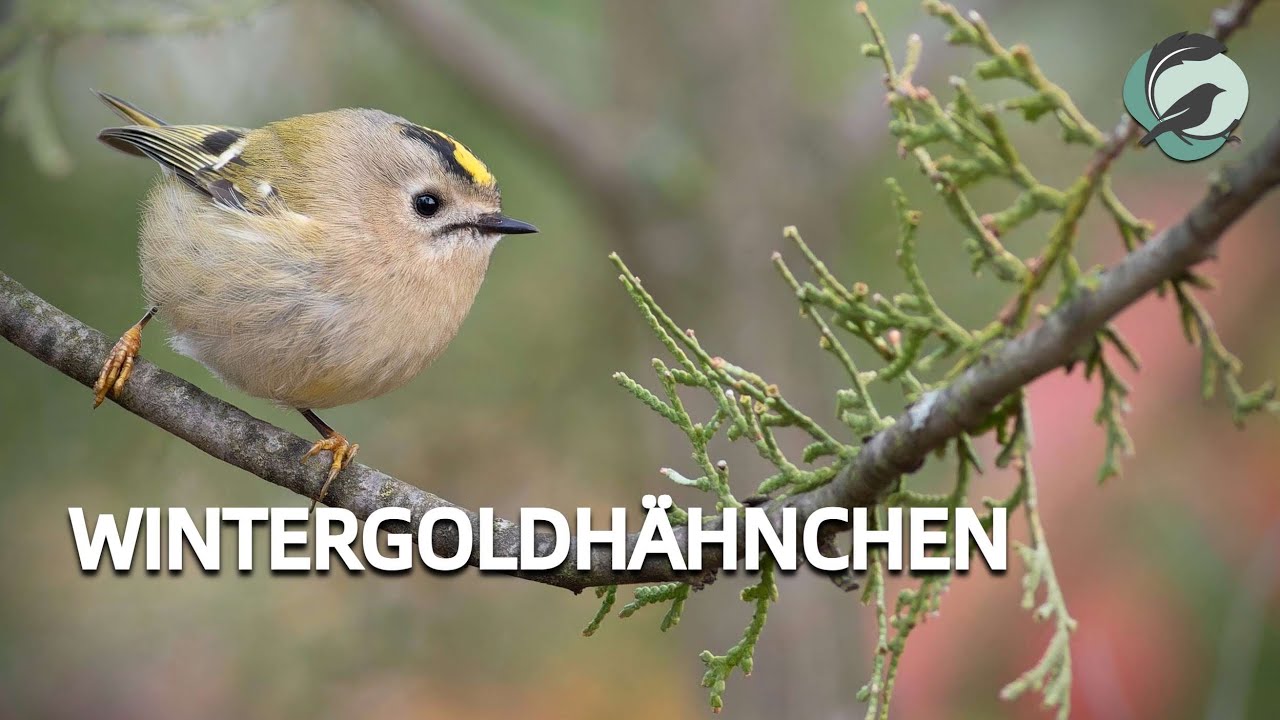 WINTERGOLDHÄHNCHEN💮Zwitscherportrait 💮 Vogelstimmen, Vogelportrait, Steckbrief