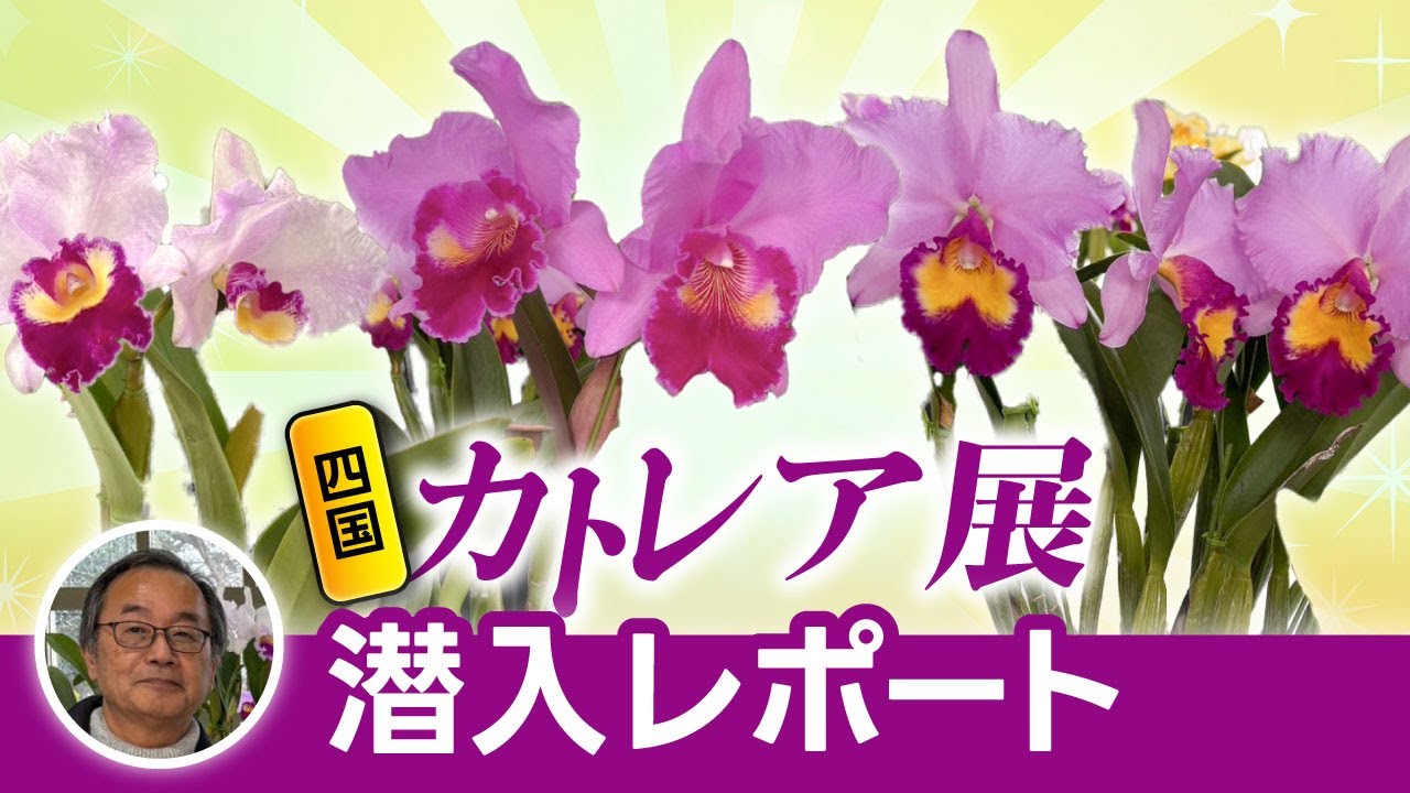 【洋蘭】豪華絢爛！カトレア展に展示されていた美しき花たちをご紹介していきます！[orchid]Cattleya Exhibition!@seedpot368  #sheathch