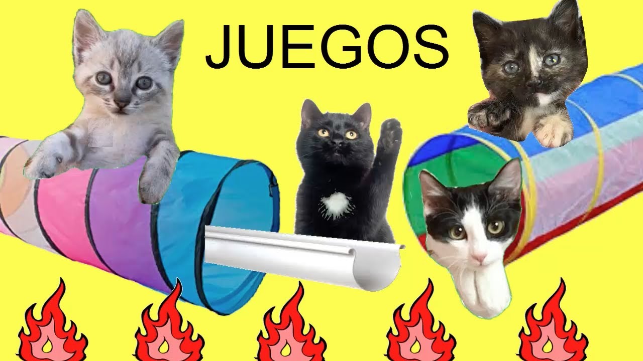 Juegos para gatos Luna y Estrella y las nuevas gatitas / Videos de desafíos con gatitos