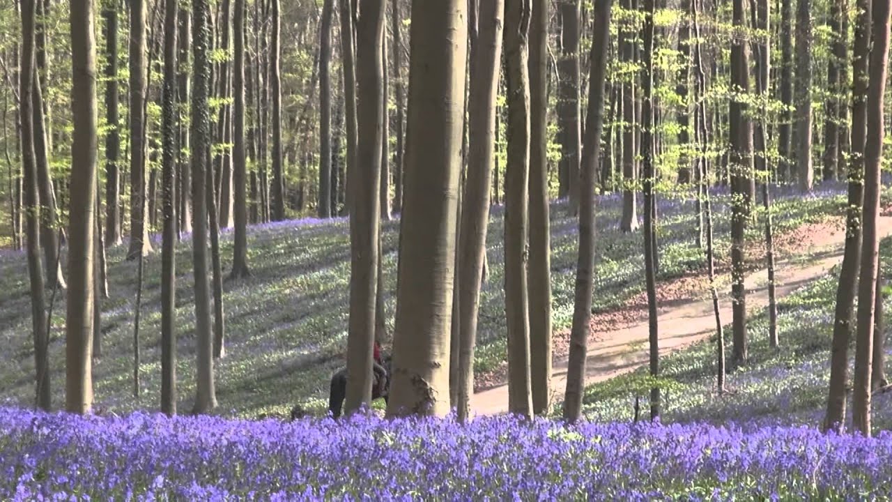Balade dans le Bois de Halle