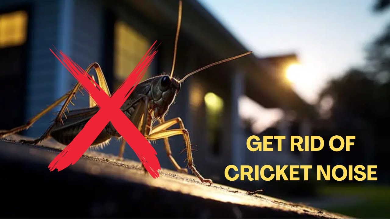 8 Best Tips to Get Rid of Annoying Cricket Noise at Night