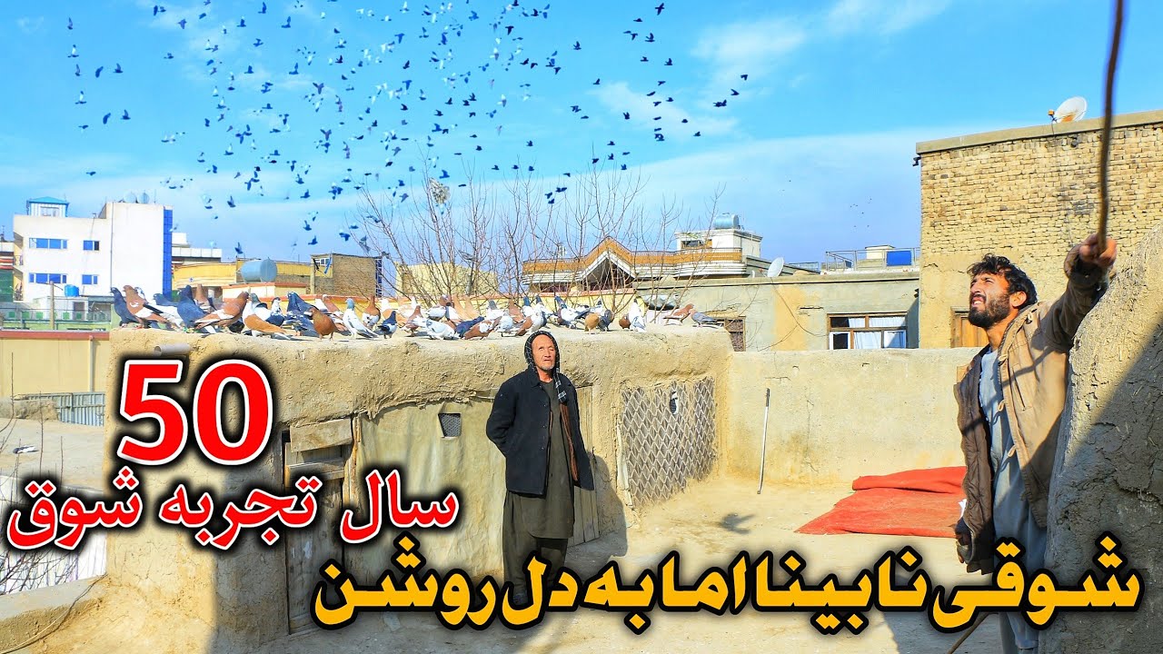 شوقی و سخن از شوق - 50 سال تجربه متفاوت از کفتر های پرشی Special & different Skills of flying pigeon