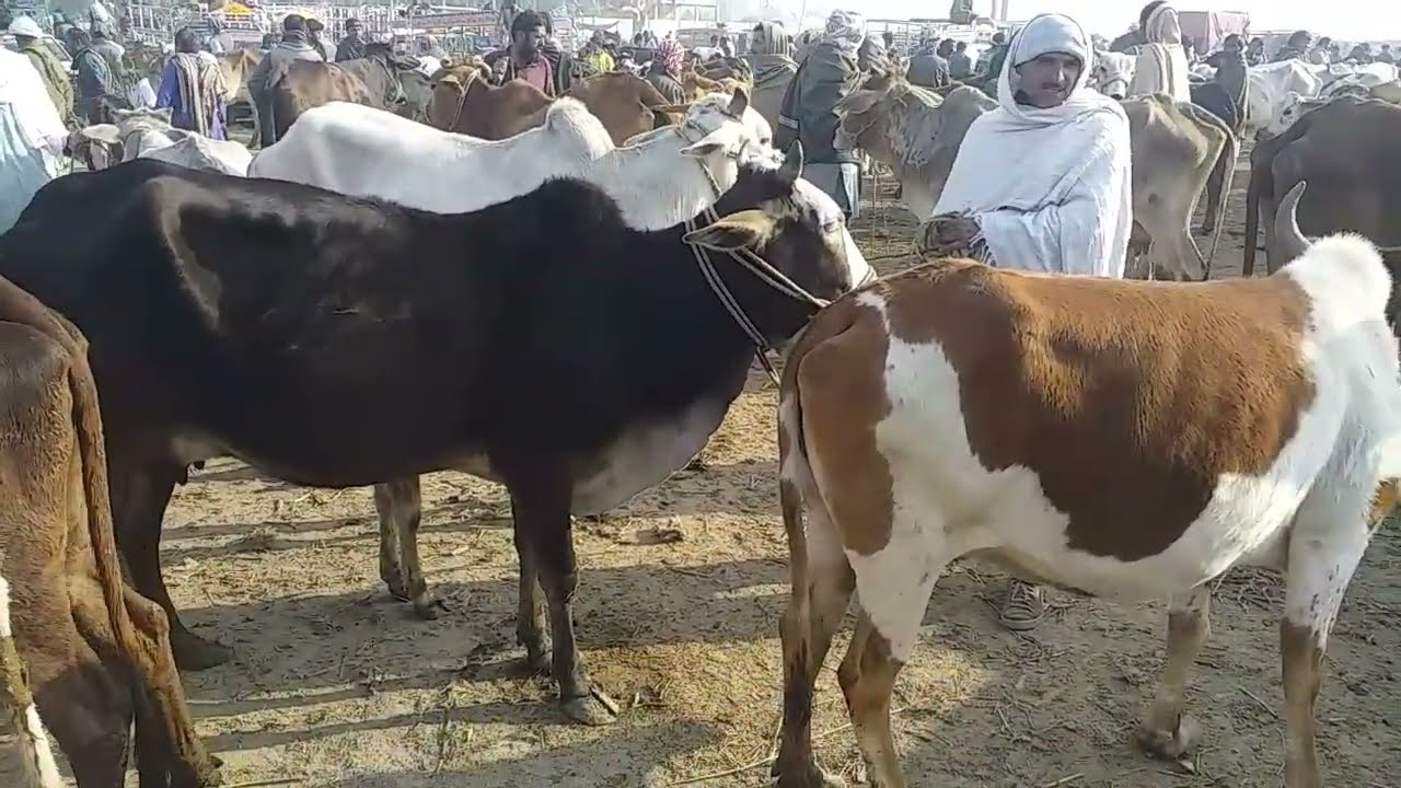cow and Bull cattle market