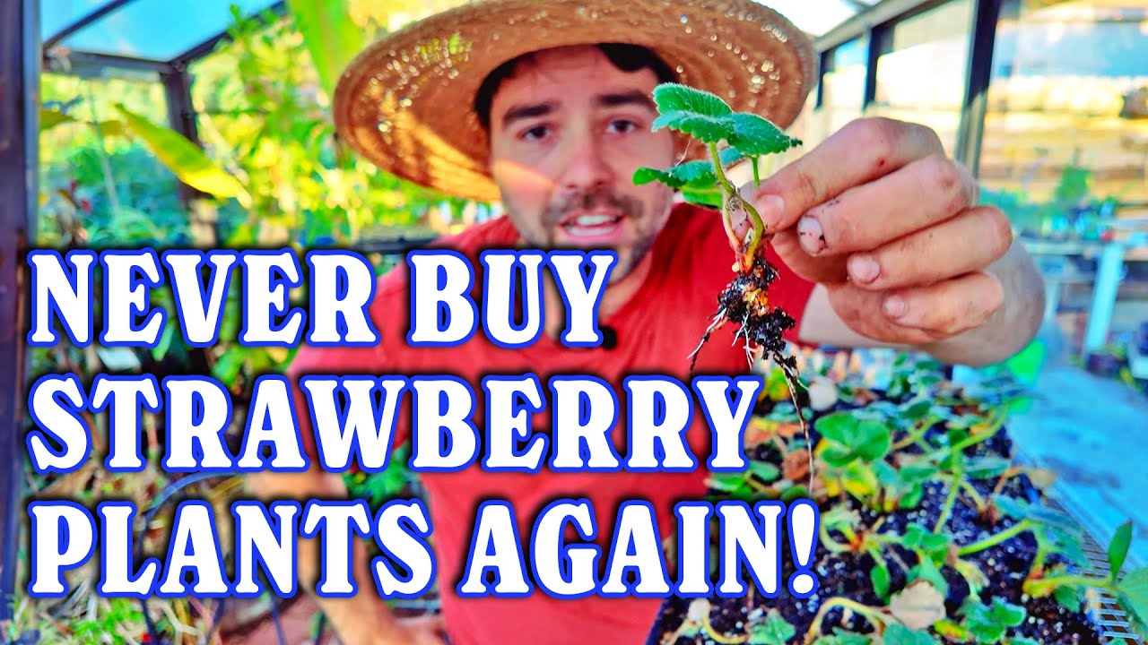 Grow Perfect Carrots & Multiply Strawberries For Free!