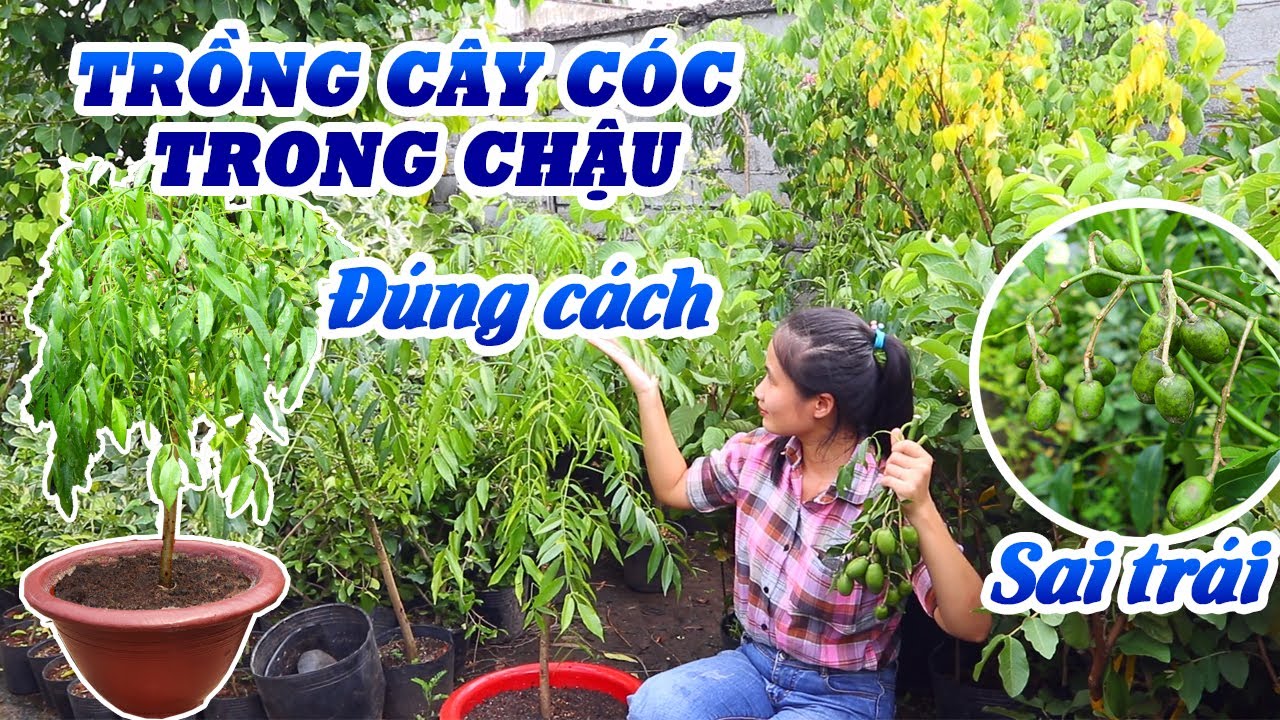 Hướng Dẫn Trồng Và Chăm Sóc Cây Cóc Trong Chậu 