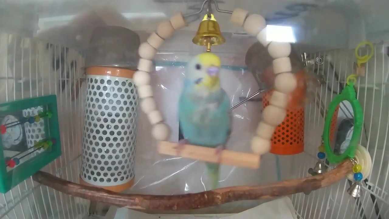 セキセイインコのイコロのブランコ乗り～☆