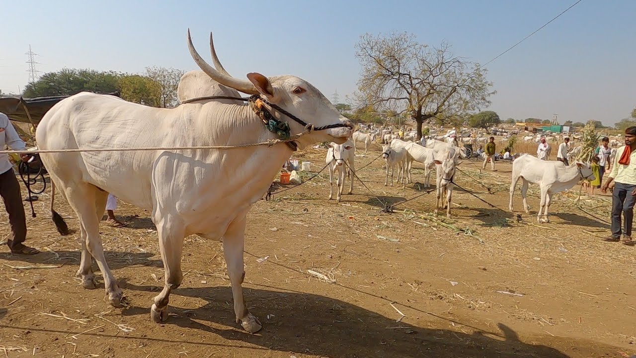 Famous stud bull of Marasanal Bijapur