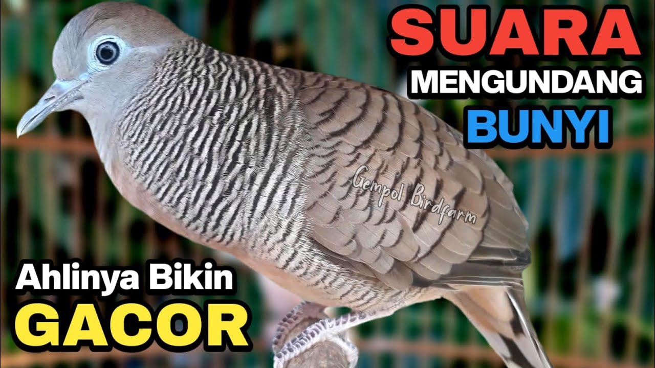 Perkutut Lokal Gacor RAJA PIKAT Ahlinya Bikin Semua Burung Perkutut Gacor Nyaut.