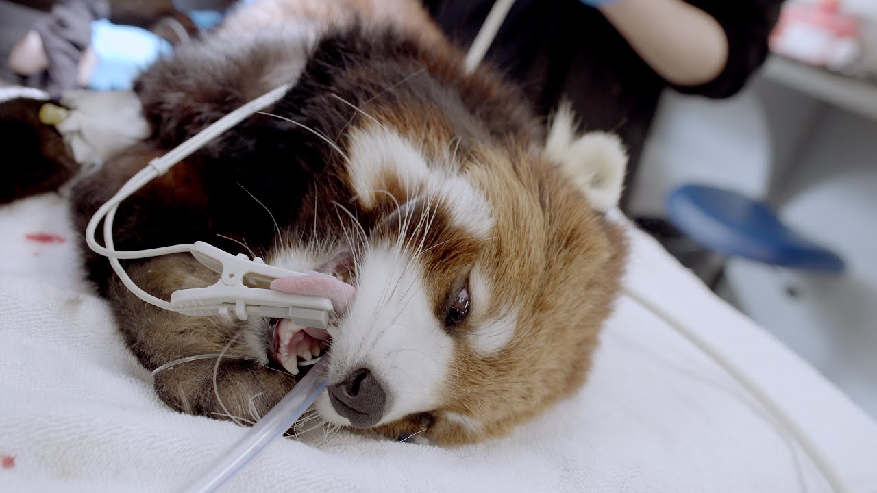 Red Panda Exit Vet Exam