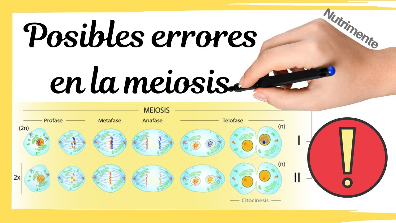 Posibles ERRORES en la MEIOSIS [Poliploidías y Aneuploidías]