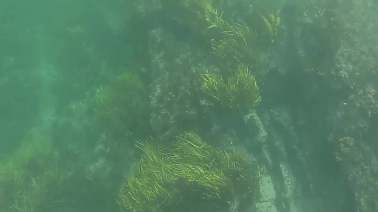Spearfishing Norah Head Feb17