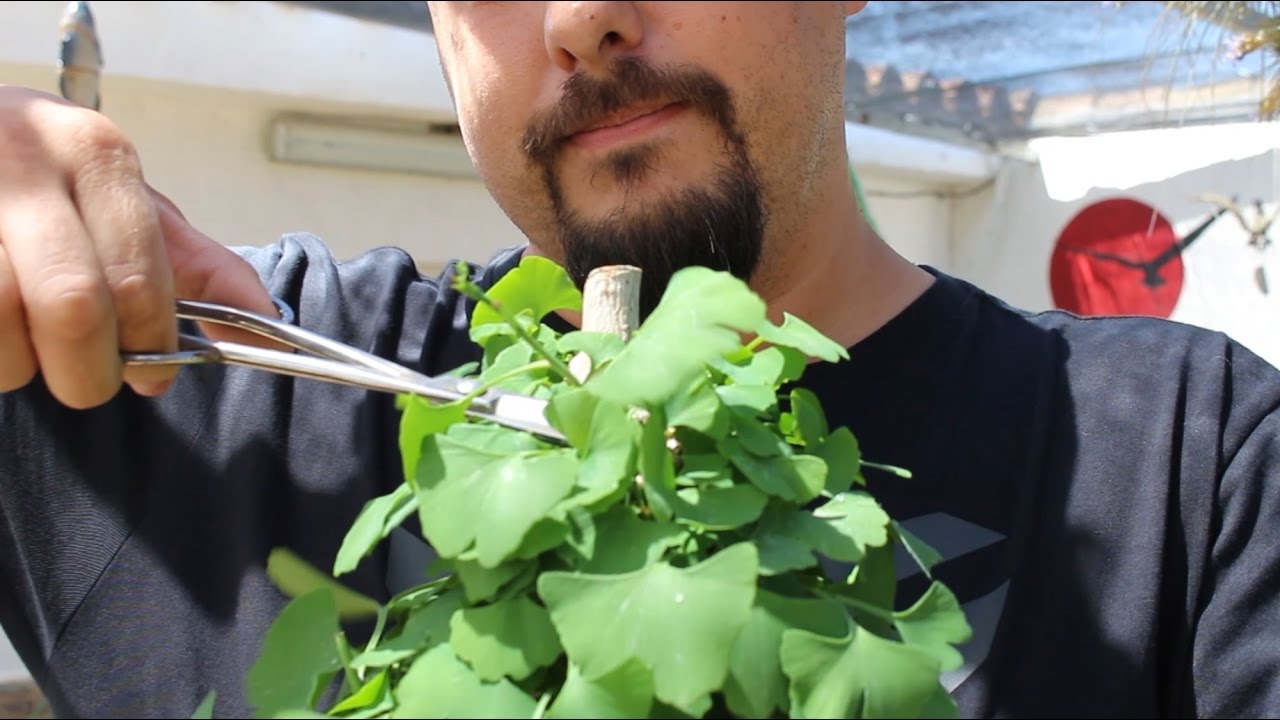 Ápice que se resiste - Ginkgo biloba shohin