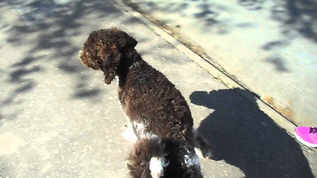 Harlekijn Koningspoedel Cooper - Avond wandeling met Cooper.