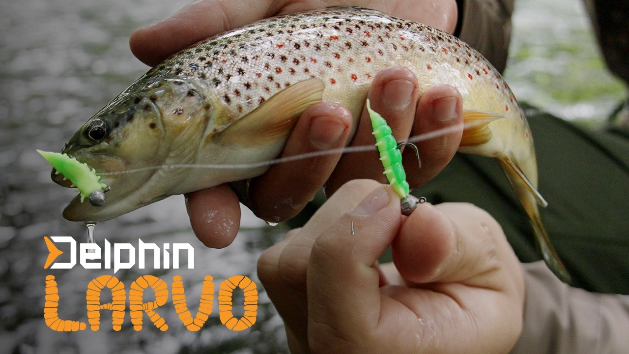Delphin LARVO