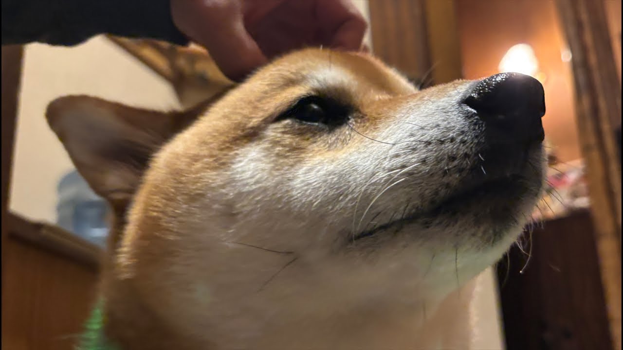 【LIVEアーカイブ】20kgヘビー級柴犬よもぎのナイトウォーク🐕🌙