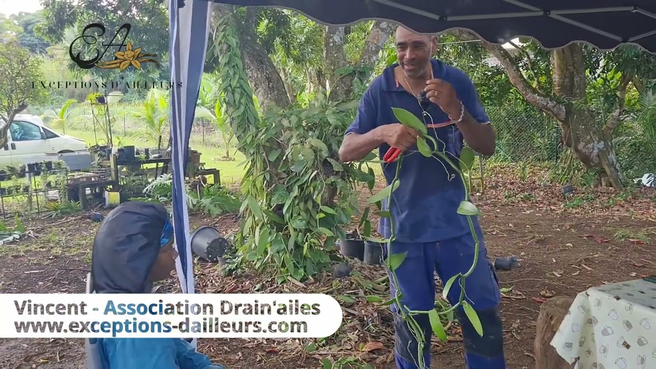 Vincent - Association Drain'ailes - Préparation de bouture de vanille
