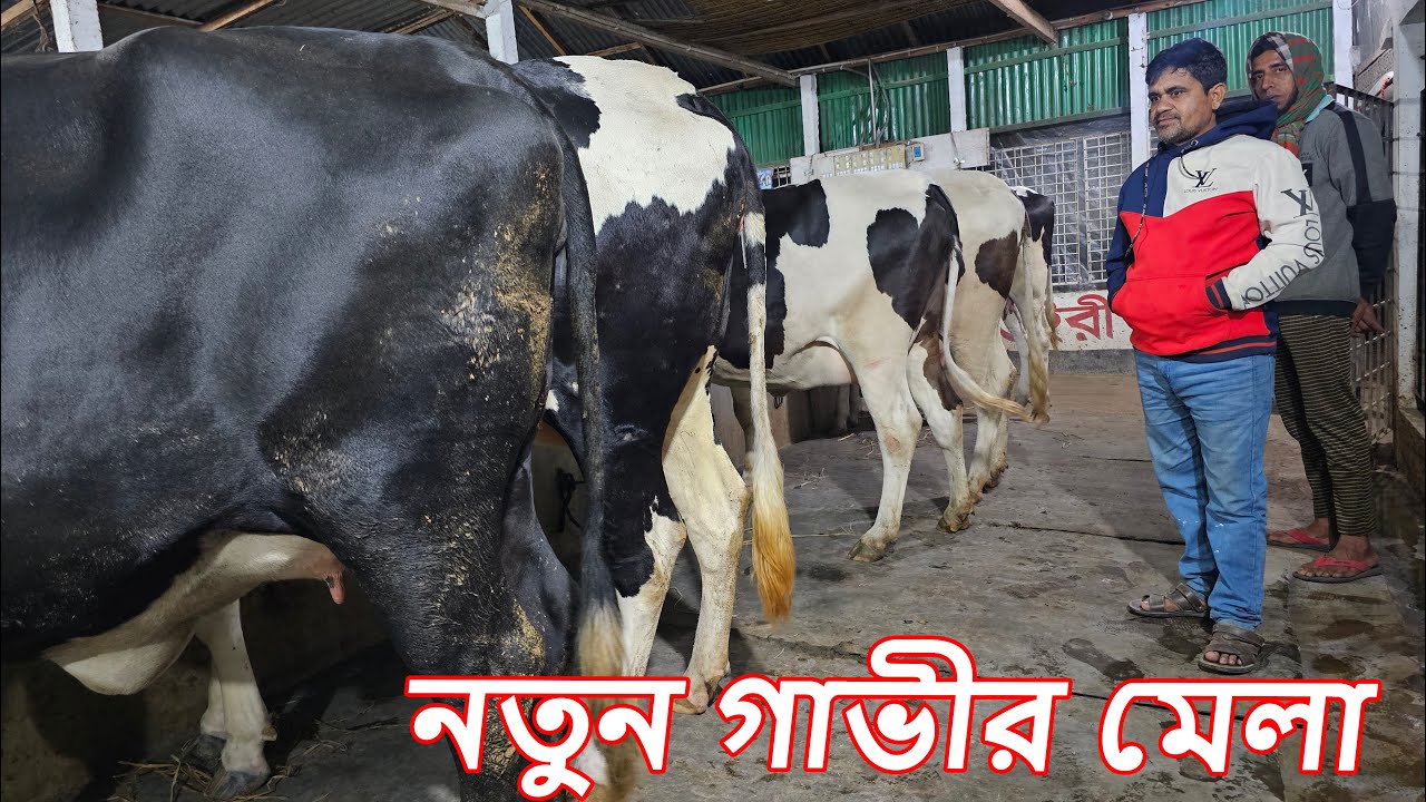 নতুন গাভীর মেলা । imo/WhatsApp 01327-905499[১৫৯৫]