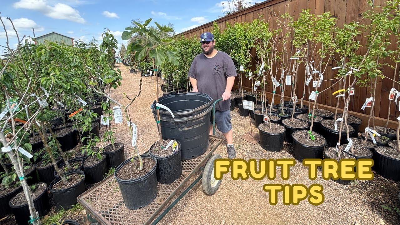 Buy These Fruit Trees When You Go Plant Shopping