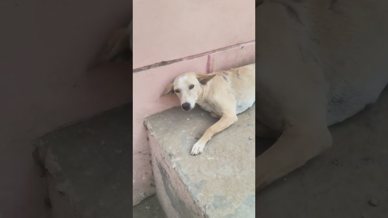 Animals lover help poor dogs 🐶 waiting for food ❤️