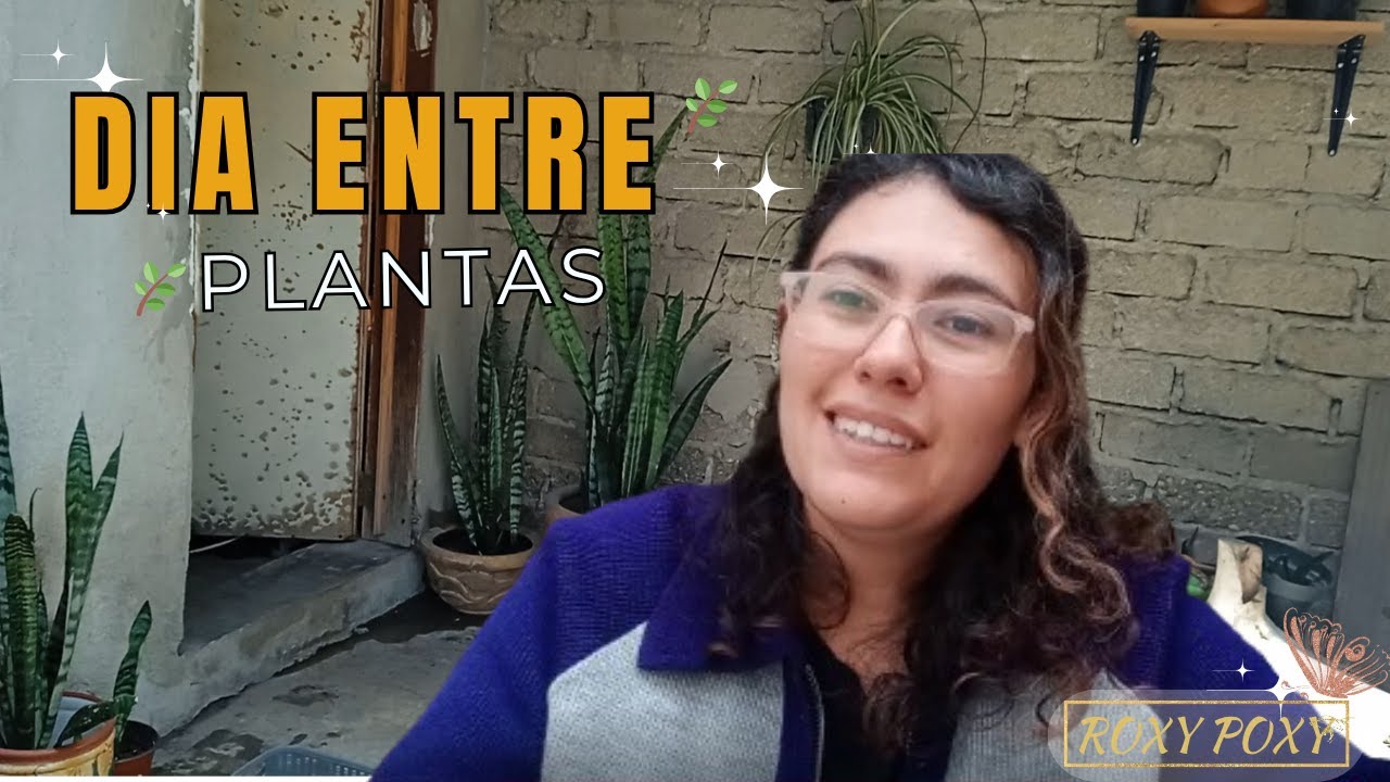Trasplantando mis plantitas 💚 + Inspiración creativa