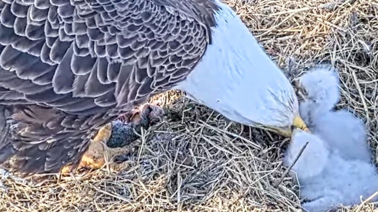 15.03 ☀️☀️ 2 chicks. Mom feeds 🦈🦩. Wind moves Mom while she fed )). Bluff city. etsu.Btes EAGLE live