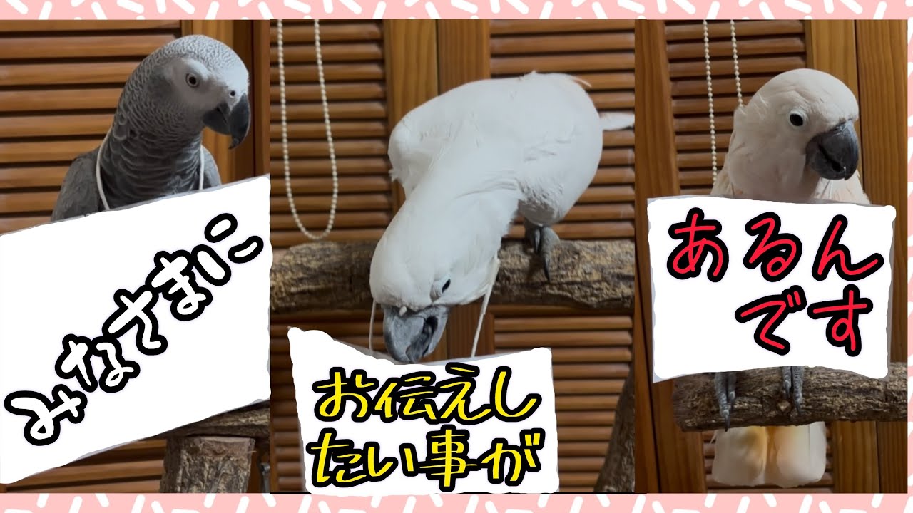 トリーズから大事なお話があります　＃bird ＃parrot ＃cockatoo ＃parakeet
