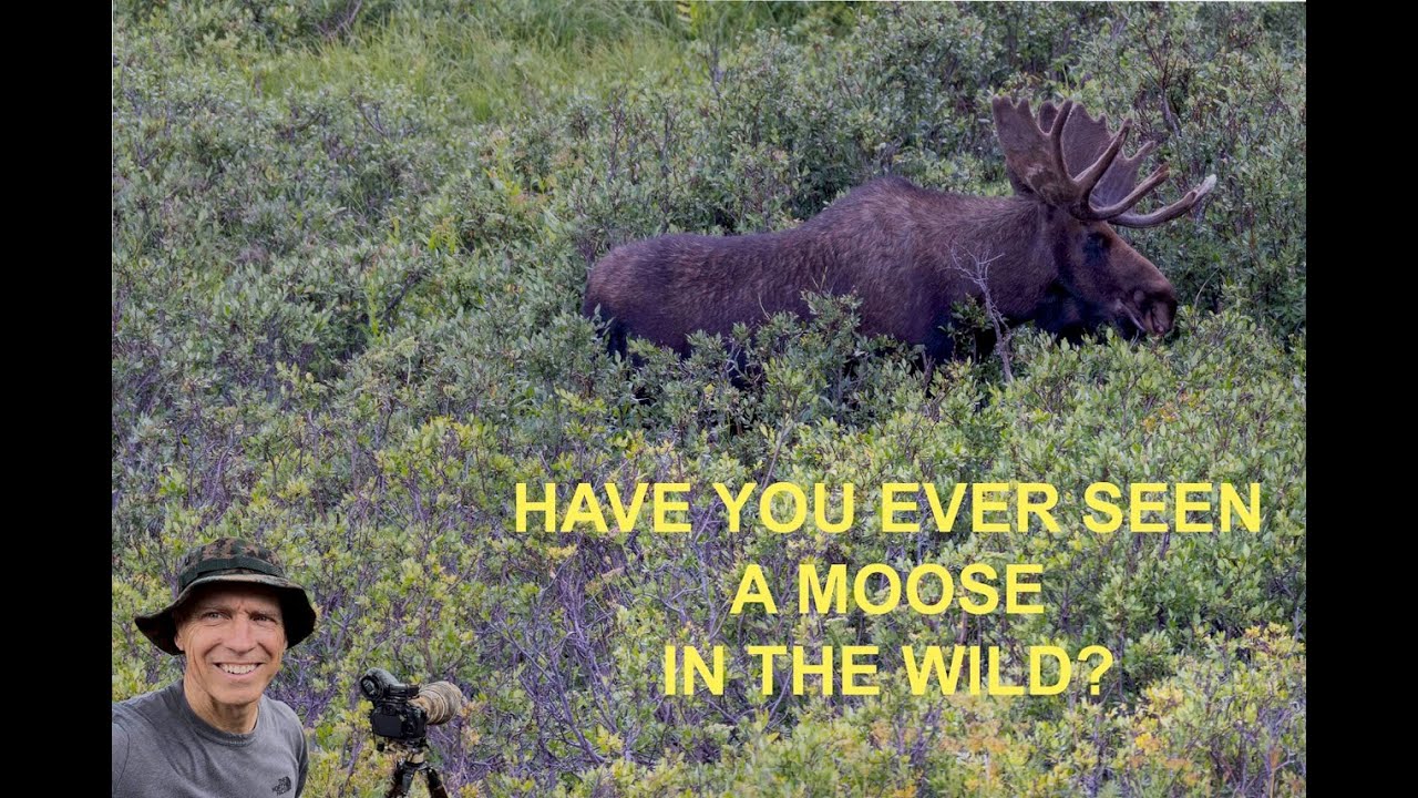 Have you seen a Moose in the wild?