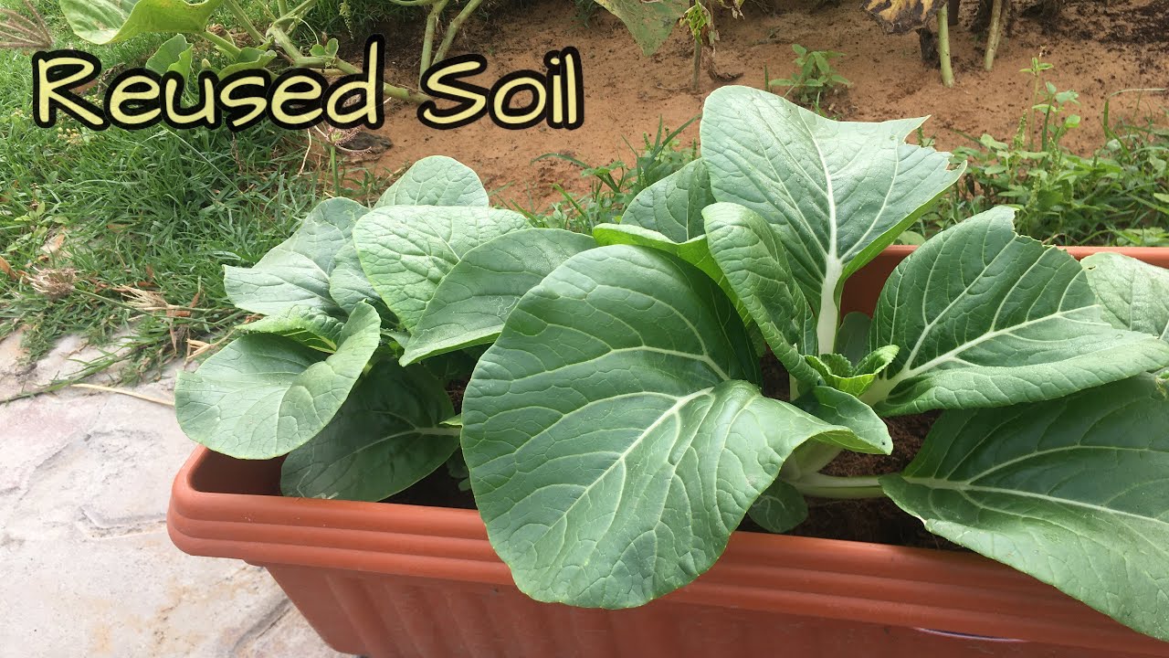 How to Reuse the Same Soil Twice // Reusing Potting Soil Twice