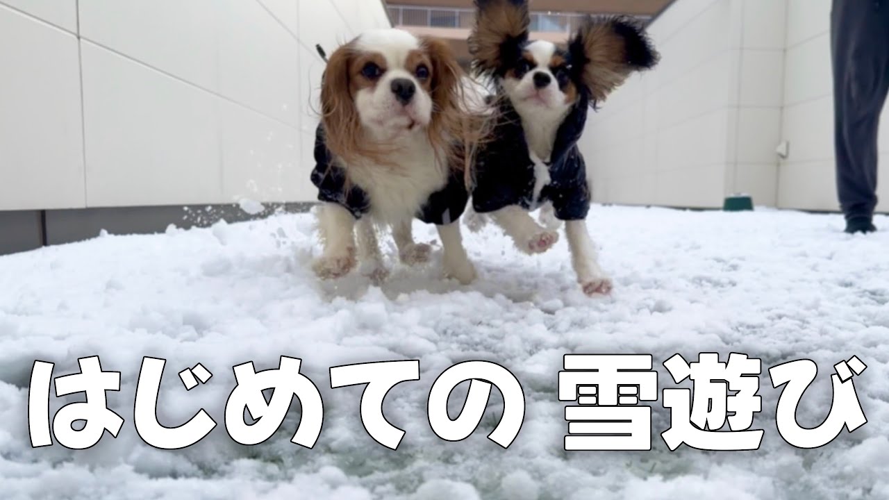 お迎えした子犬がはじめての雪遊び‼︎いつもと違う環境に大はしゃぎする兄妹が可愛すぎた【キャバリアキングチャールズスパニエル】
