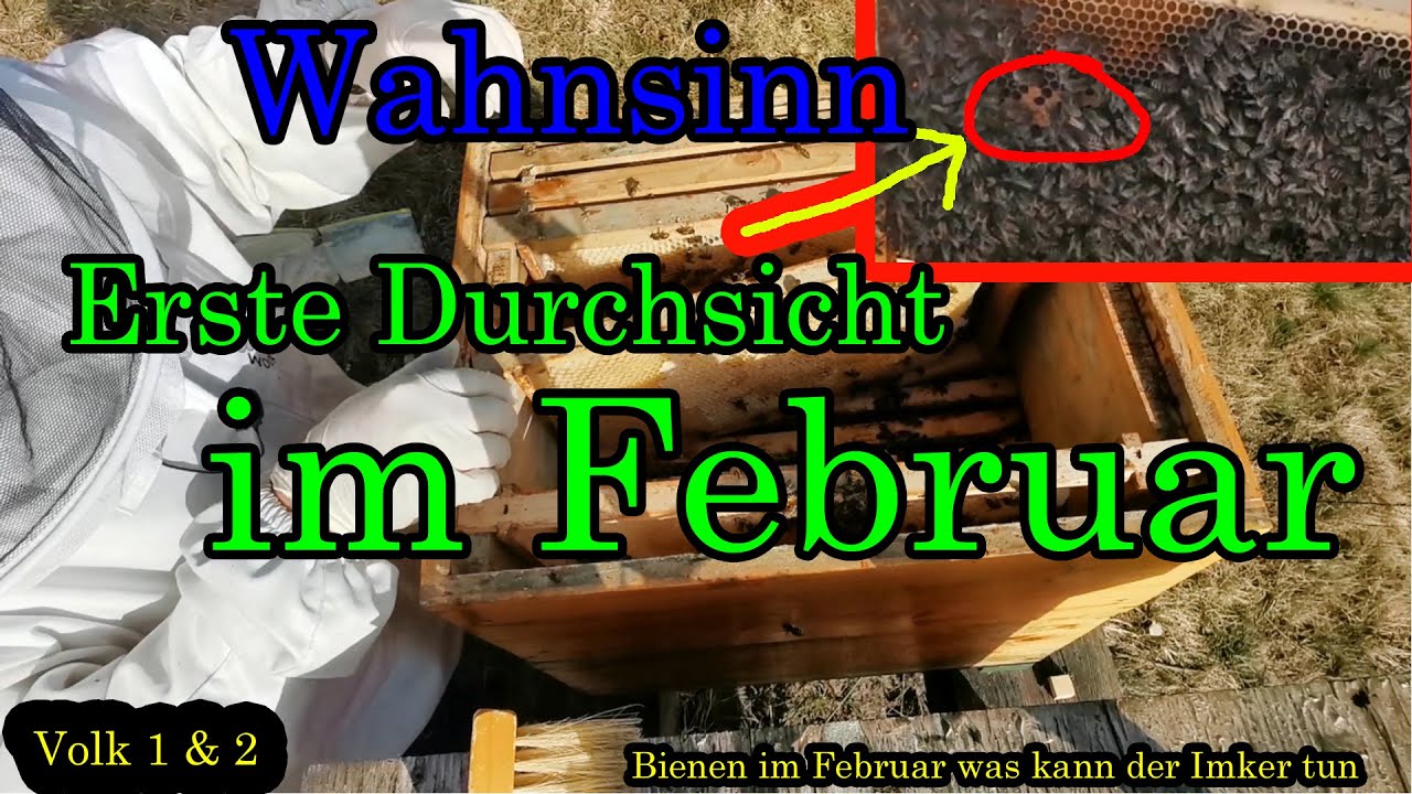 Erste Durchsicht im Februar, Bienen im Februar , Imkern wie da Jupp