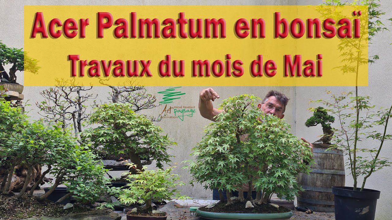 Travaux du mois de mai et juin sur les Acer Palmatum en #bonsaï